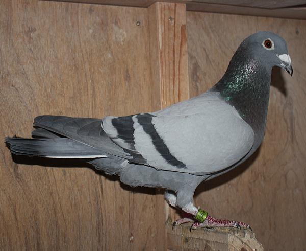 ヤン テーレン NL23-9443219 - 画像 (3)