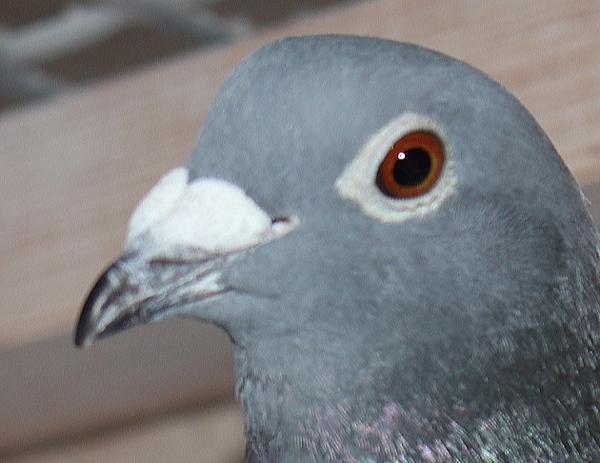 ヤン テーレン NL23-9443219 - 画像 (4)