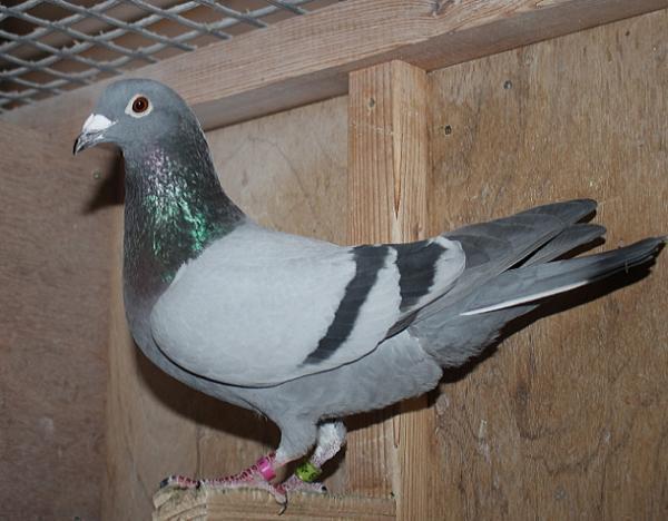 ヤン テーレン NL23-9443219 - 画像 (5)