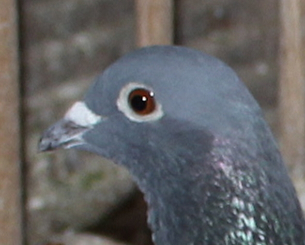 ヤン テーレン NL23-9443220 - 画像 (4)