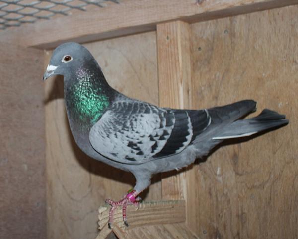 ヤン テーレン NL23-9443220 - 画像 (5)