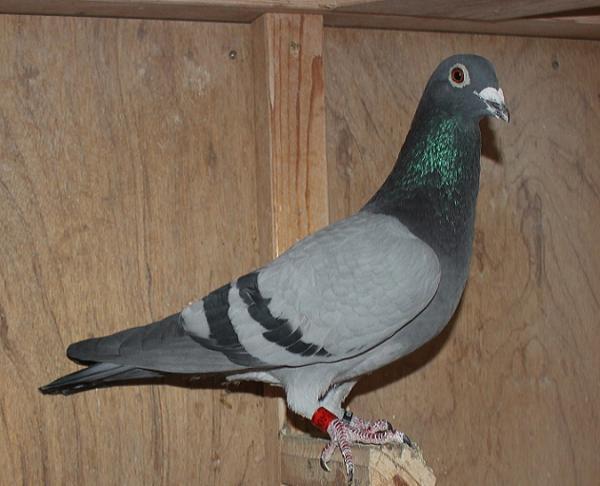 ヴァンデウォール・フランキー BE 4066051-22 - 画像 (3)