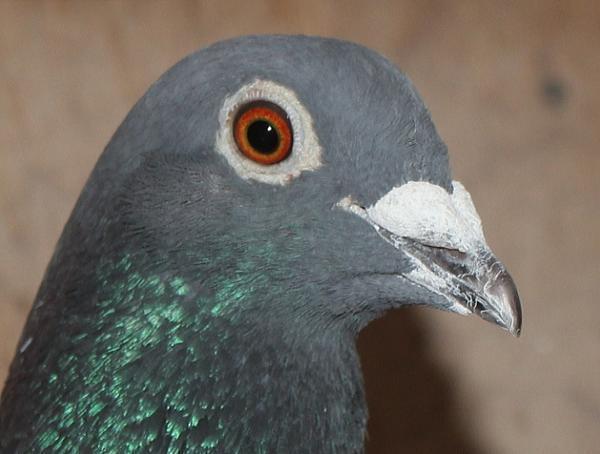 ヴァンデウォール・フランキー BE 4066051-22 - 画像 (4)