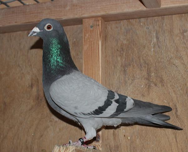 ヴァンデウォール・フランキー BE 4066051-22 - 画像 (5)