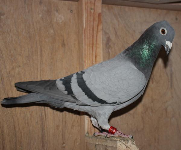 ヴァンデウォール・フランキー BE 4066074-22 売切れ - 画像 (3)