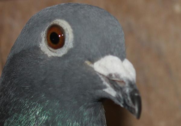 ヴァンデウォール・フランキー BE 4066074-22 売切れ - 画像 (4)