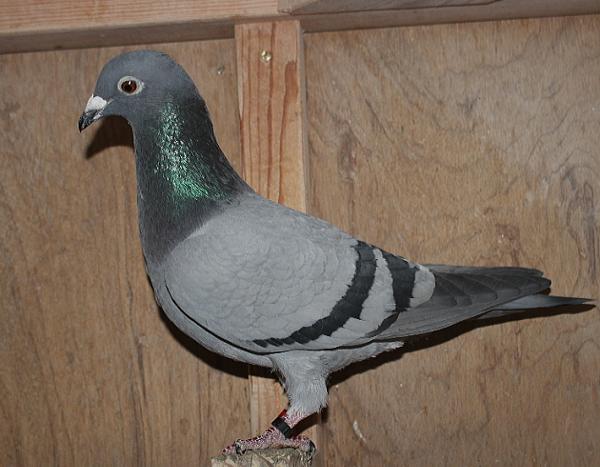 ヴァンデウォール・フランキー BE 4066074-22 売切れ - 画像 (5)