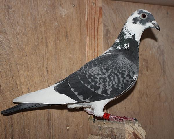 ヴァンデウォール・フランキー BE 4066234-22 - 画像 (3)