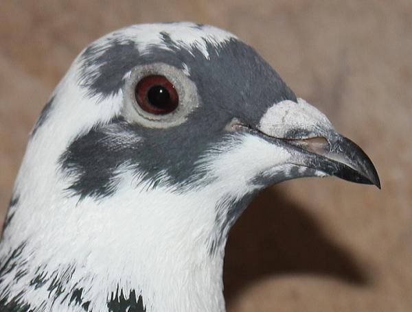 ヴァンデウォール・フランキー BE 4066234-22 - 画像 (4)