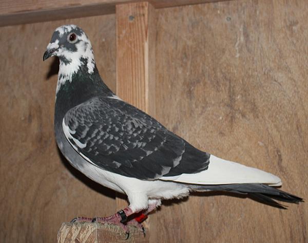 ヴァンデウォール・フランキー BE 4066234-22 - 画像 (5)