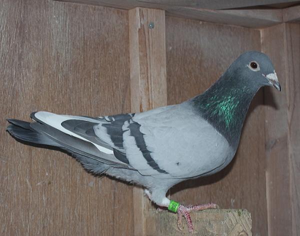 横出鳩 23-LK08460売切れ