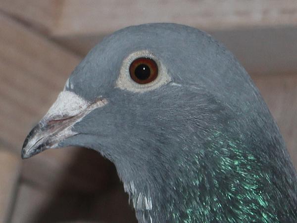 横出鳩 23-LK08460売切れ - 画像 (3)