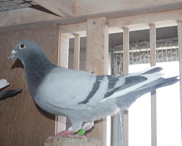 横出鳩 23-LK08460売切れ - 画像 (4)