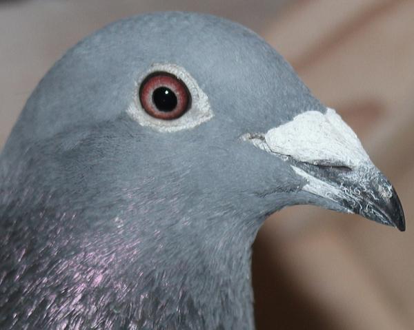 ハゼラガー NL 9219125-23 売切れ - 画像 (4)