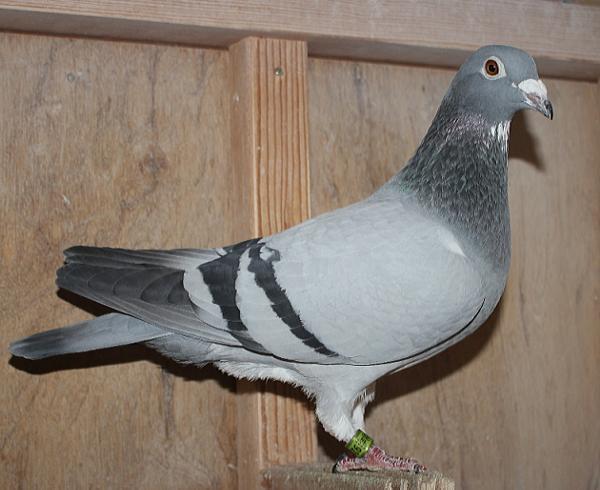 ハゼラガー NL 9219109-23 売切れ - 画像 (3)