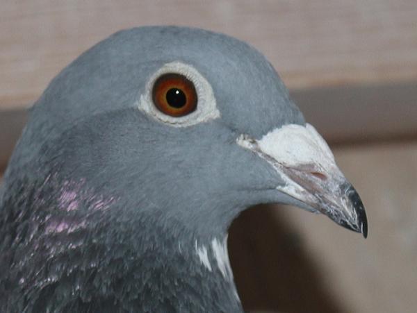 ハゼラガー NL 9219109-23 売切れ - 画像 (4)