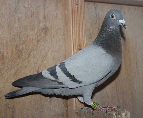 ハゼラガー NL 9219111-23 売切れ - 画像 (3)