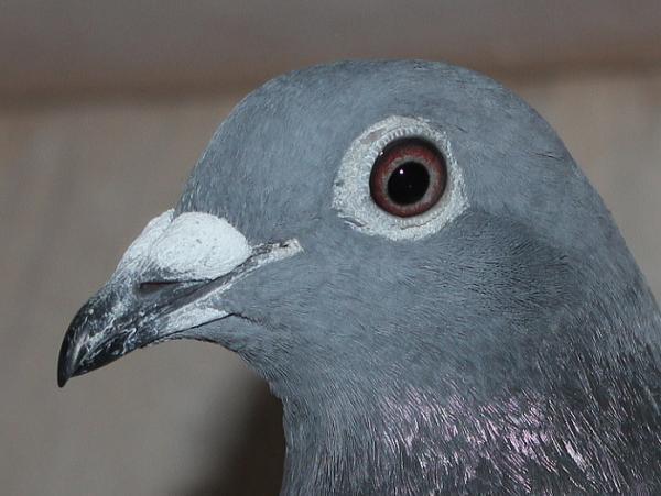 ハゼラガー NL 9219111-23 売切れ - 画像 (4)