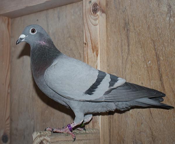 ハゼラガー NL 9219111-23 売切れ - 画像 (5)