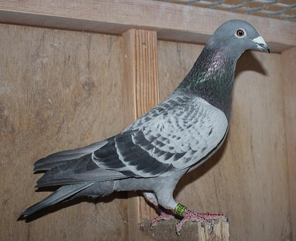 ハゼラガー NL 9219125-23 売切れ - 画像 (3)