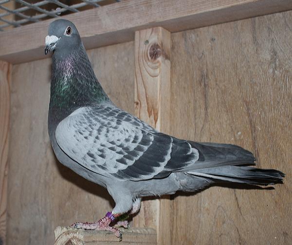 ハゼラガー NL 9219125-23 売切れ - 画像 (5)