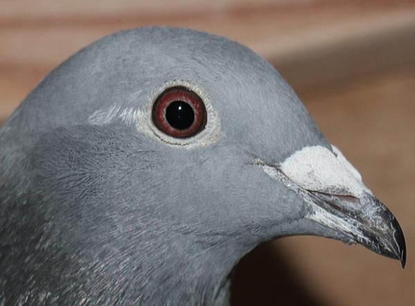 ハゼラガー NL 9219129-23 - 画像 (3)