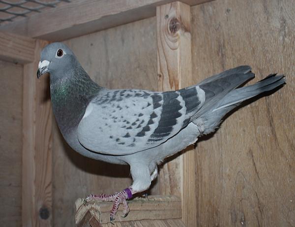 ハゼラガー NL 9219129-23 - 画像 (4)