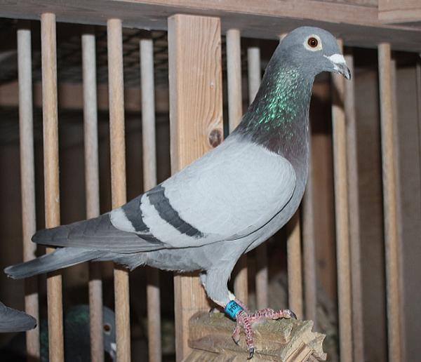 Nouwen Paesen 21-5095594 売切れ - 画像 (3)