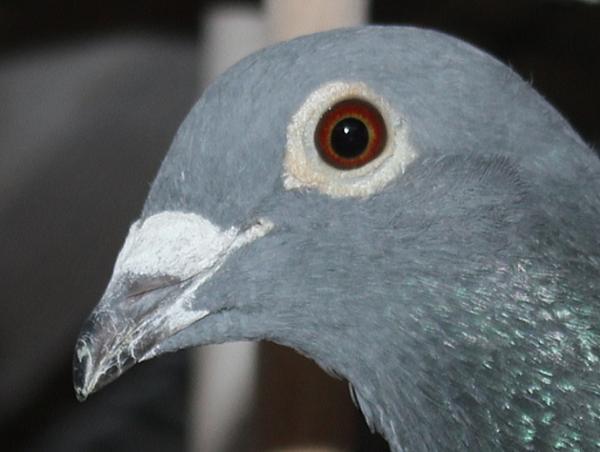 Nouwen Paesen 21-5095594 売切れ - 画像 (4)