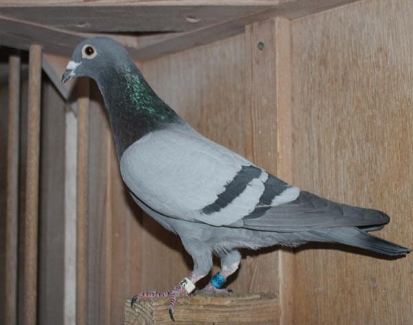 Nouwen Paesen 21-5095594 売切れ - 画像 (5)