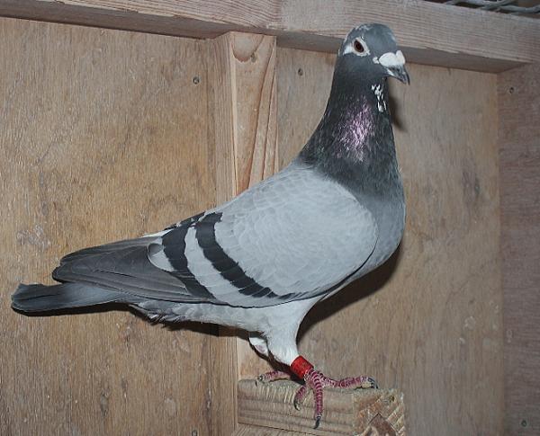 ヒューレマンス BE22-2105068 売切れ - 画像 (3)