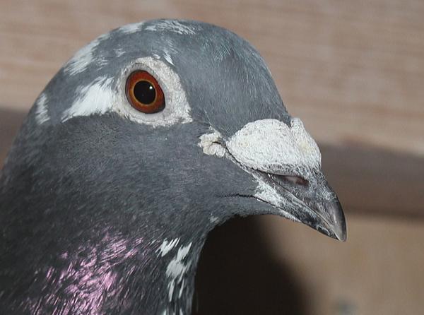 ヒューレマンス BE22-2105068 売切れ - 画像 (4)