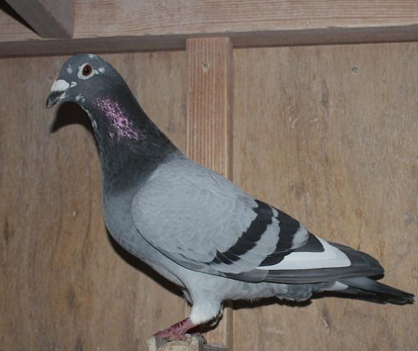 ヒューレマンス BE22-2105068 売切れ - 画像 (5)