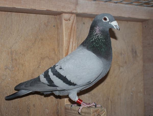 ヒューレマンス BE22-2105322 北野鳩舎種鳩 - 画像 (3)