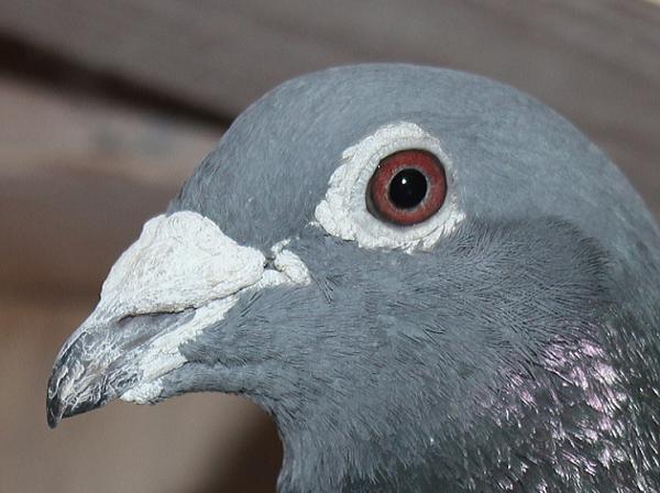 ヒューレマンス BE22-2105322 北野鳩舎種鳩 - 画像 (4)