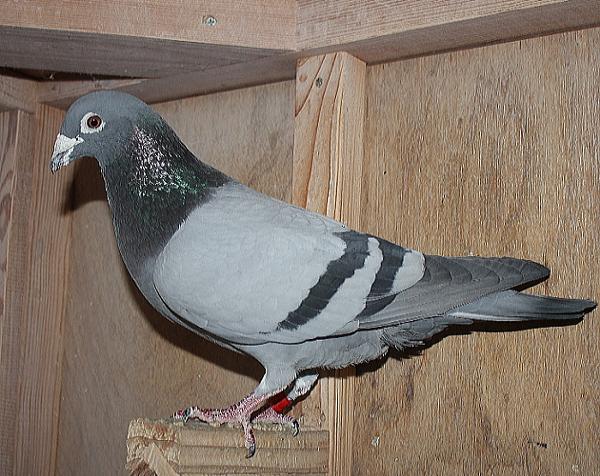 ヒューレマンス BE22-2105322 北野鳩舎種鳩 - 画像 (5)