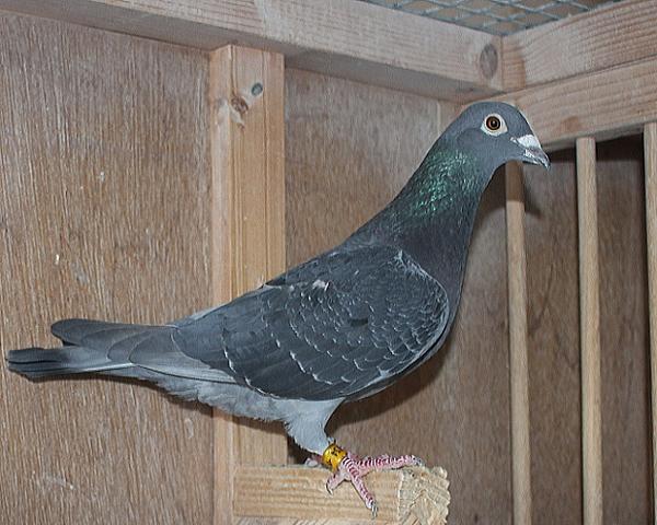 Nouwen Paesen 19-5094754 売切れ - 画像 (2)