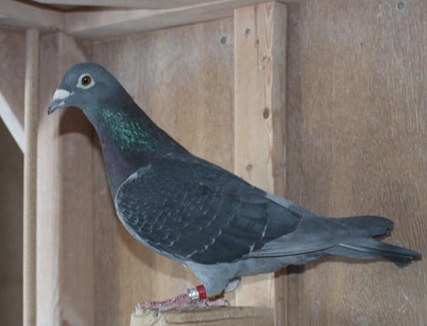 Nouwen Paesen 19-5094754 売切れ - 画像 (4)