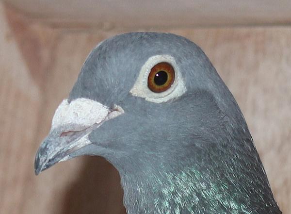 Nouwen Paesen 19-5094754 売切れ - 画像 (3)