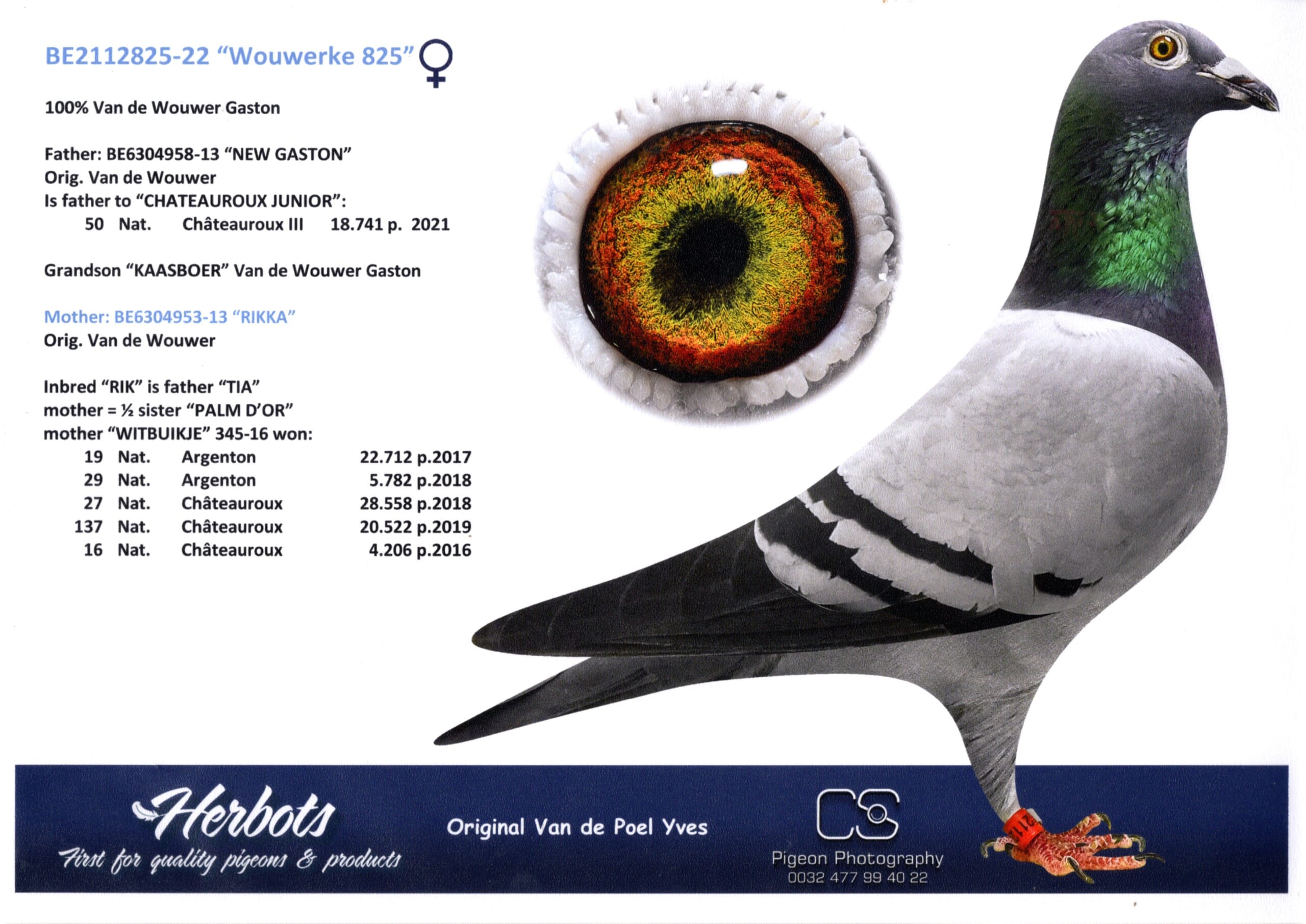 100%ガストン BE22-2112825 売切れ - 画像 (2)