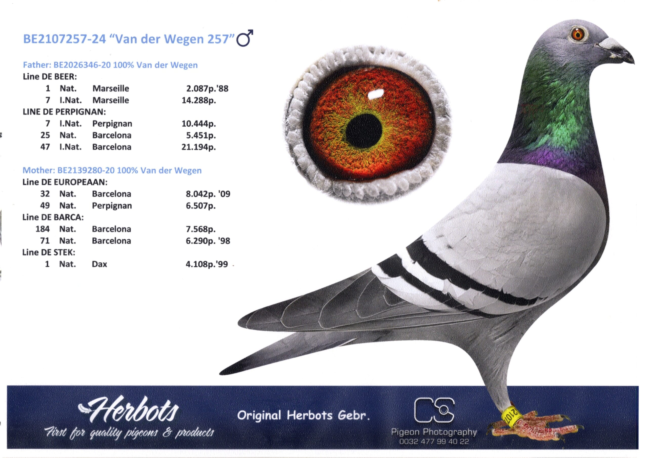 ファンデ・ウェーゲン BE24-2107257 売切れ - 画像 (2)