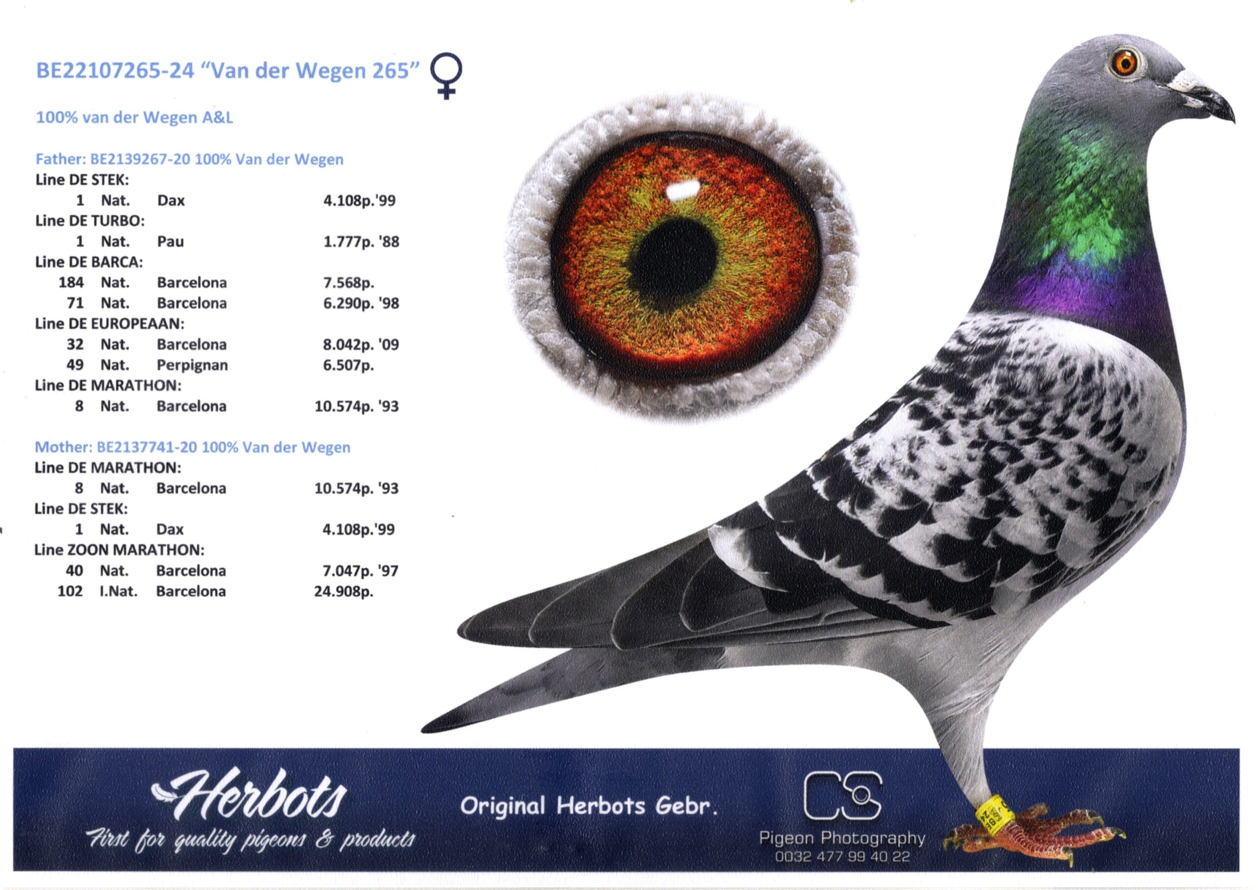 ファンデ・ウェーゲン BE24-2107265 - 画像 (2)