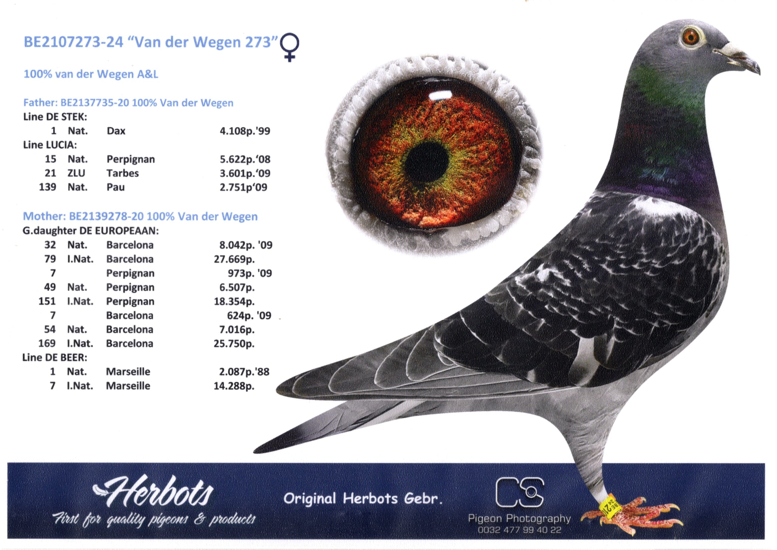 ファンデ・ウェーゲン BE24-2107273 売切れ - 画像 (2)