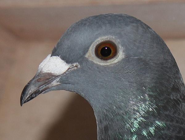 ファンデ・ウェーゲン BE24-2107273 売切れ - 画像 (3)