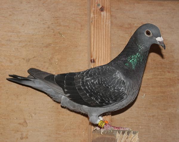 ファンデ・ウェーゲン BE24-2107273 売切れ - 画像 (4)