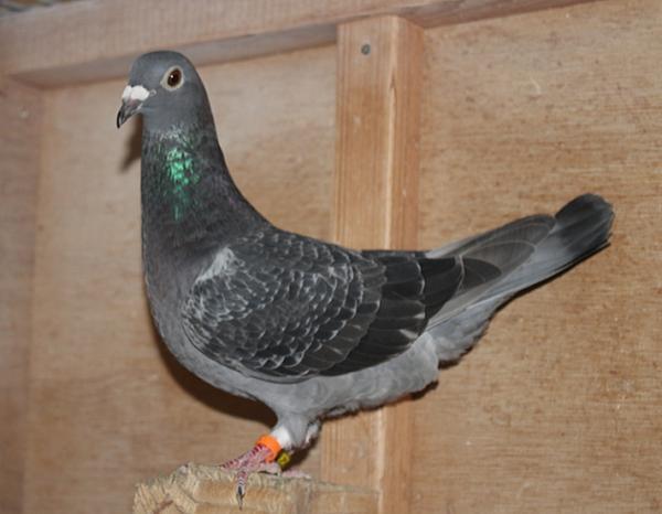 ファンデ・ウェーゲン BE24-2107273 売切れ - 画像 (5)