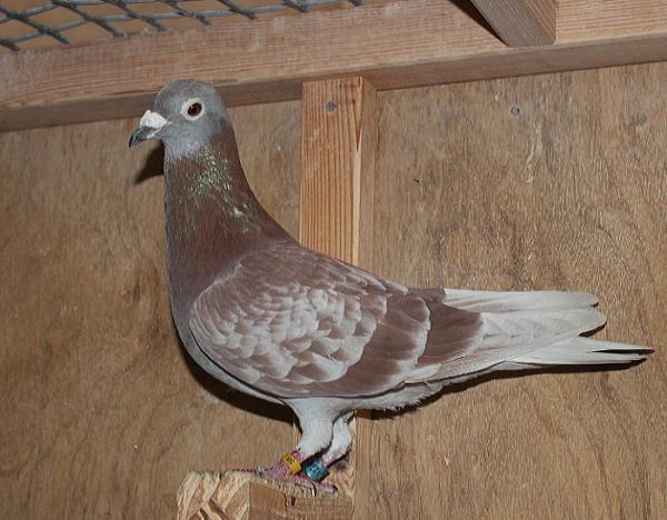 ヘラー DV08228-21-1149 売切れ - 画像 (3)