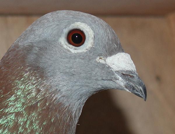 ヘラー DV08228-21-1149 売切れ - 画像 (4)