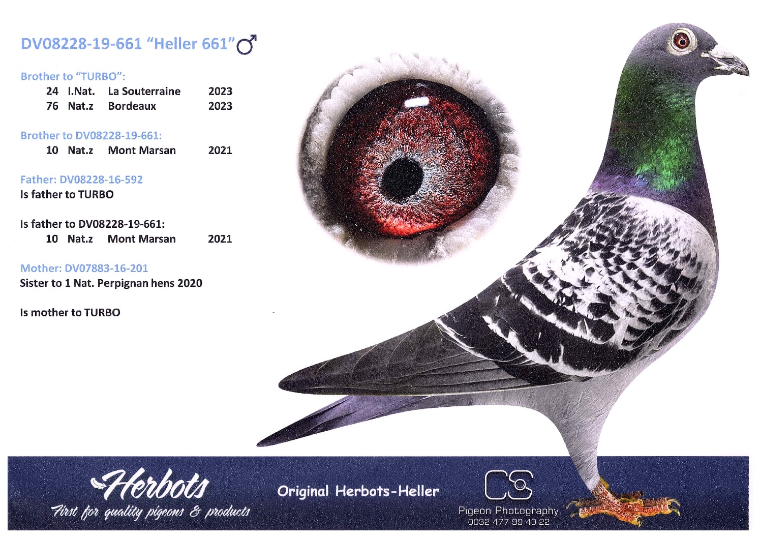 ヘラー DV08228-19-661売切れ - 画像 (2)