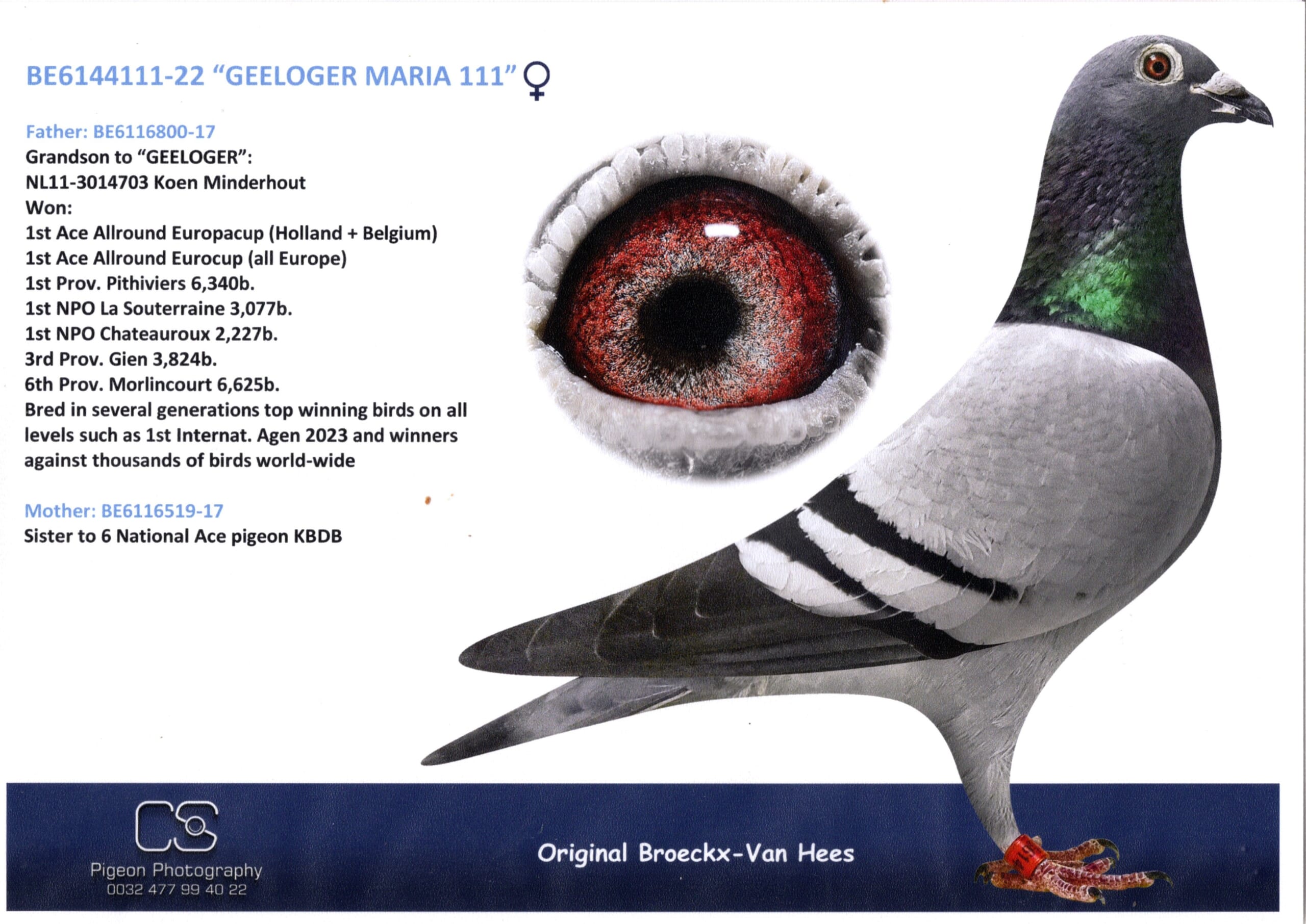 Broeckx Leo BE 6144111-22